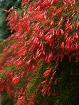 Red Firecracker Fern, Firecracker Plant, Coral Fountain, Russelia equisetiformis, R. juncea, copyright � almostedenplants.com